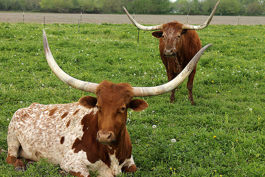 Longhorns in pasture
